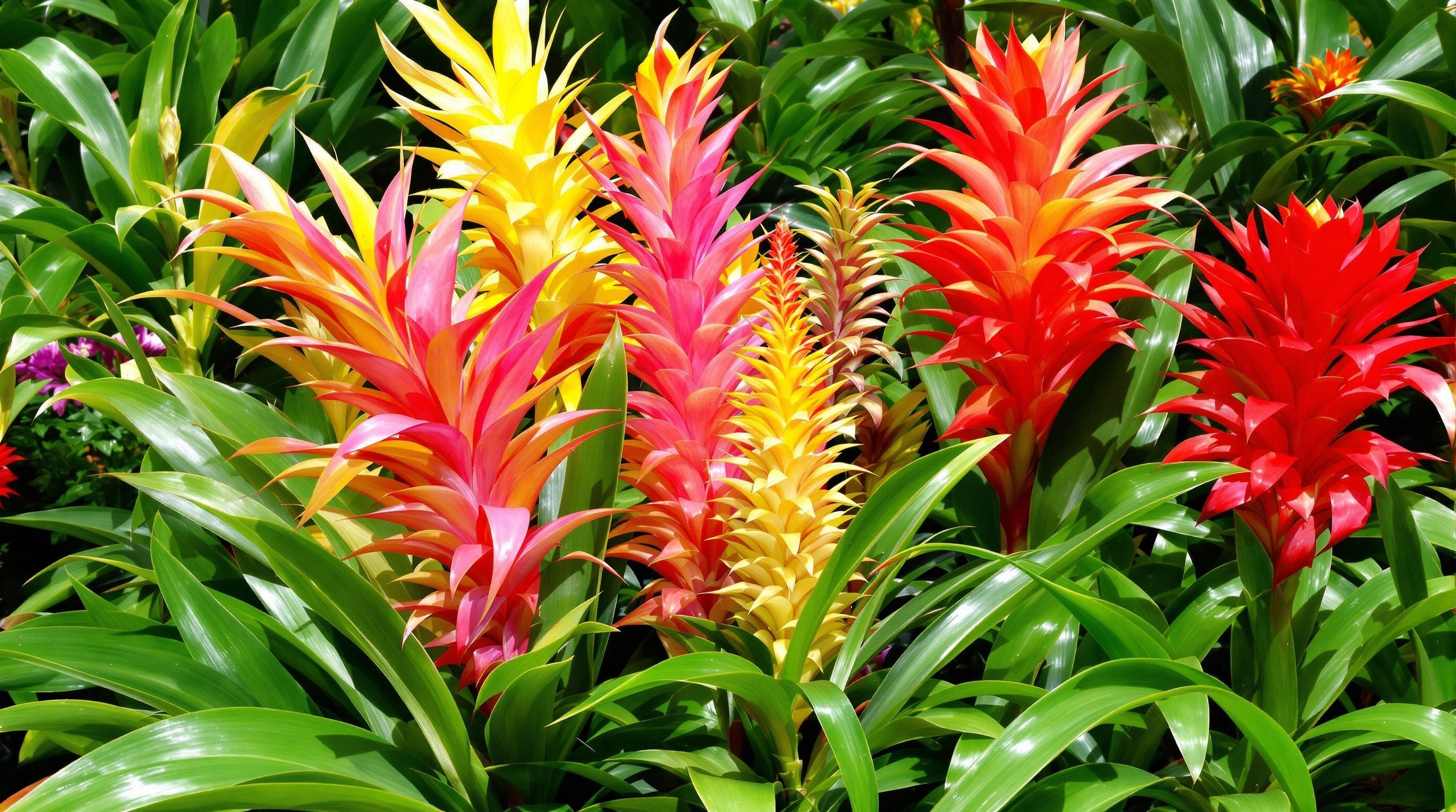 Tot ce trebuie să știi despre îngrijirea bromeliilor. Ghid modern.